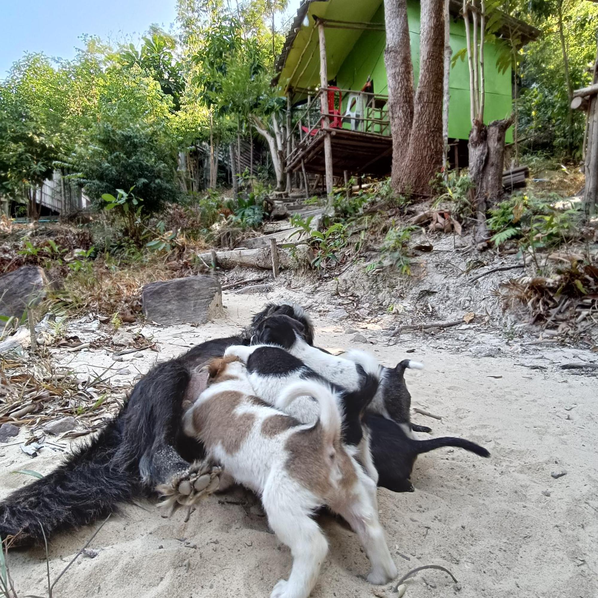 Sweet Jungle Camping Kaoh Touch Bagian luar foto