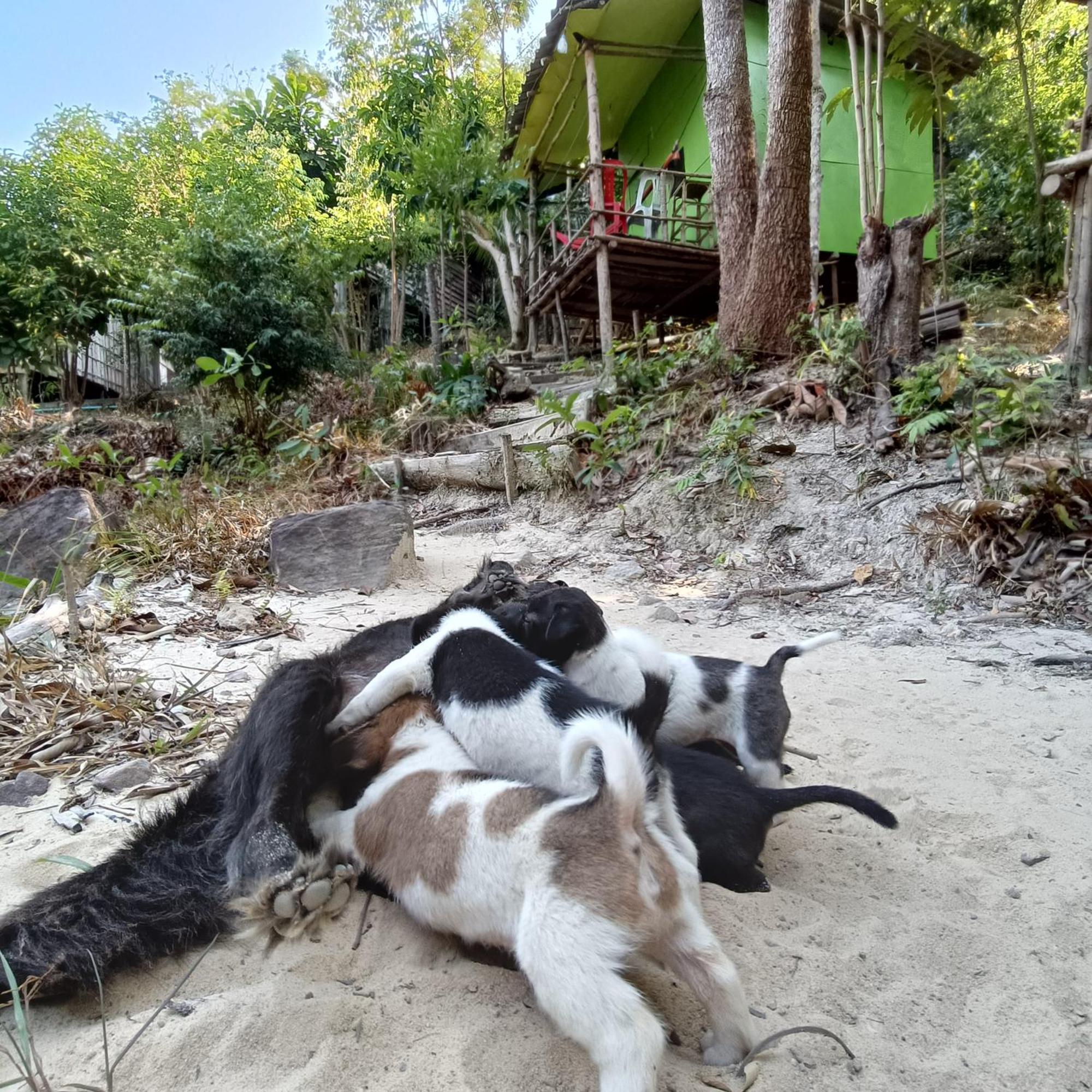 Sweet Jungle Camping Kaoh Touch Bagian luar foto